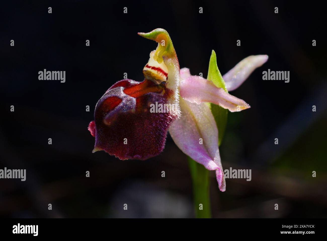 Fiore dell'elegante orchidea (Ophrys elegans) alla luce del sole, habitat naturale di Cipro Foto Stock