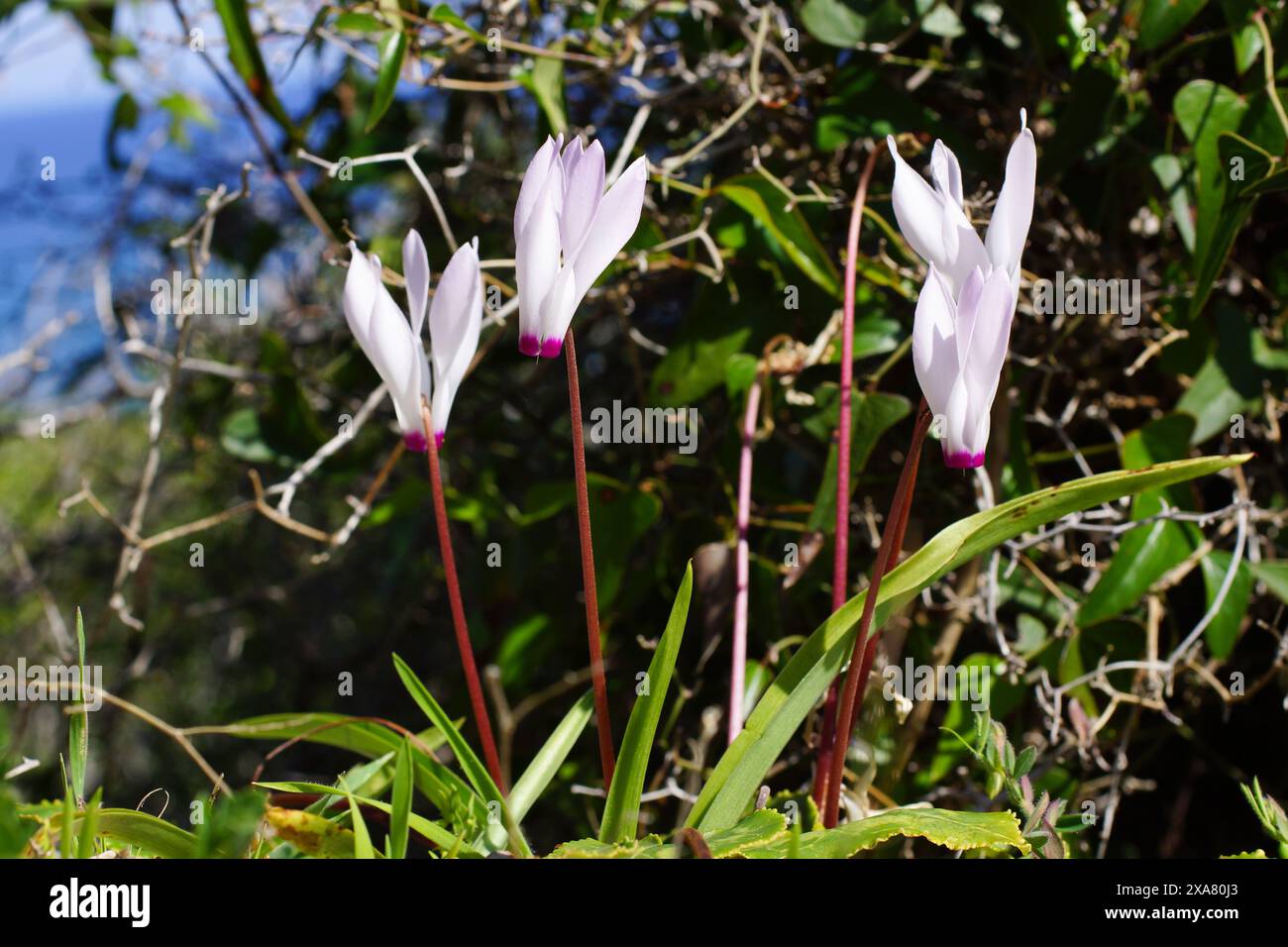 Fiori bianchi del ciclamino persiano (ciclamino persicum) alla luce del sole su Cipro Foto Stock