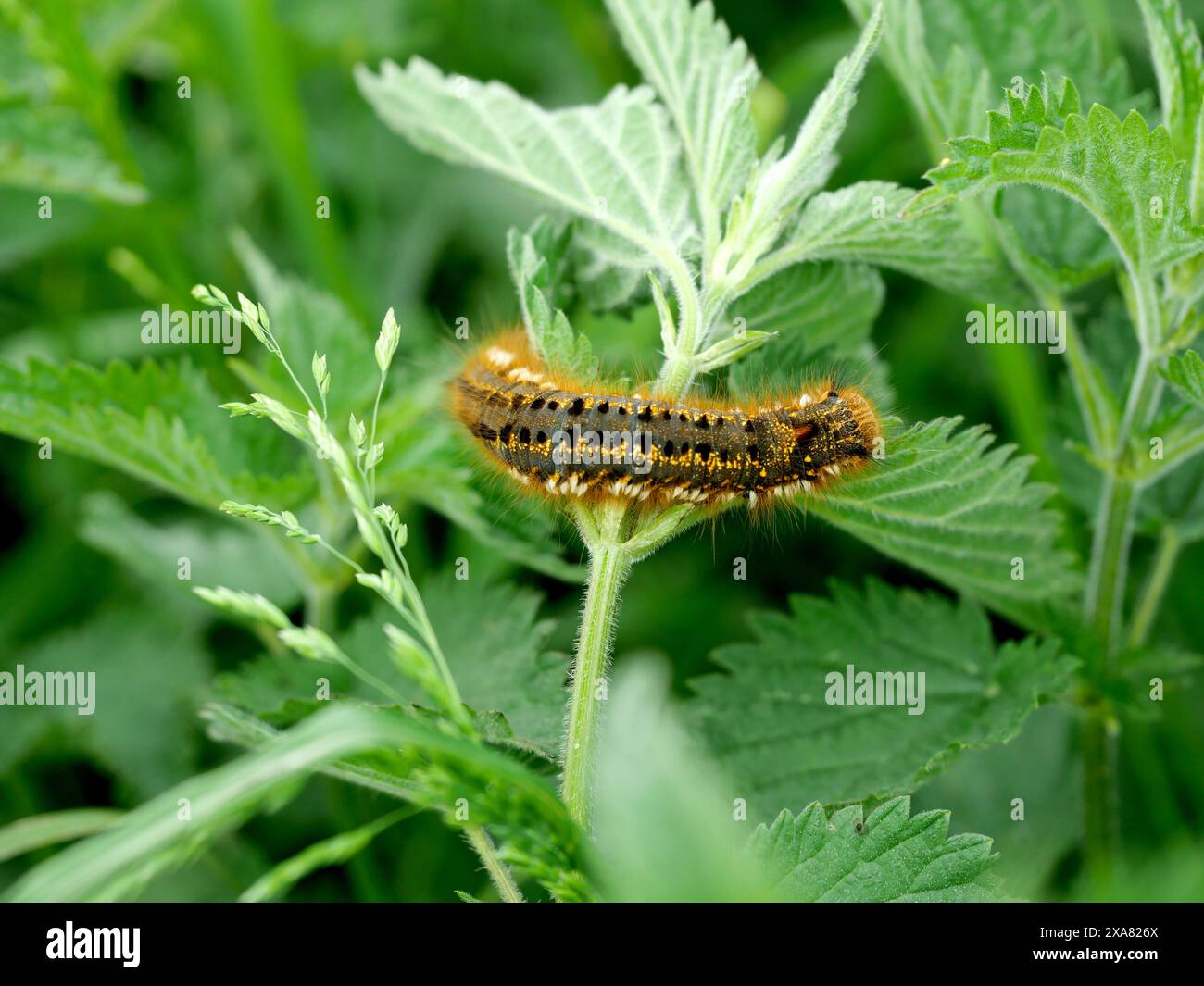 Bruco della farfalla Meadow Brown, presente su canne fresche, vitale per la biodiversità in habitat naturali come prati e zone umide. Foto Stock