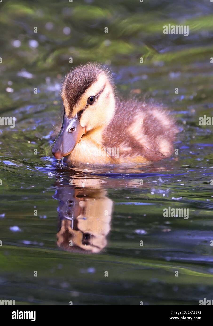 Mallard Duck baby e il suo riflesso sull'acqua, Laval, Canada Foto Stock