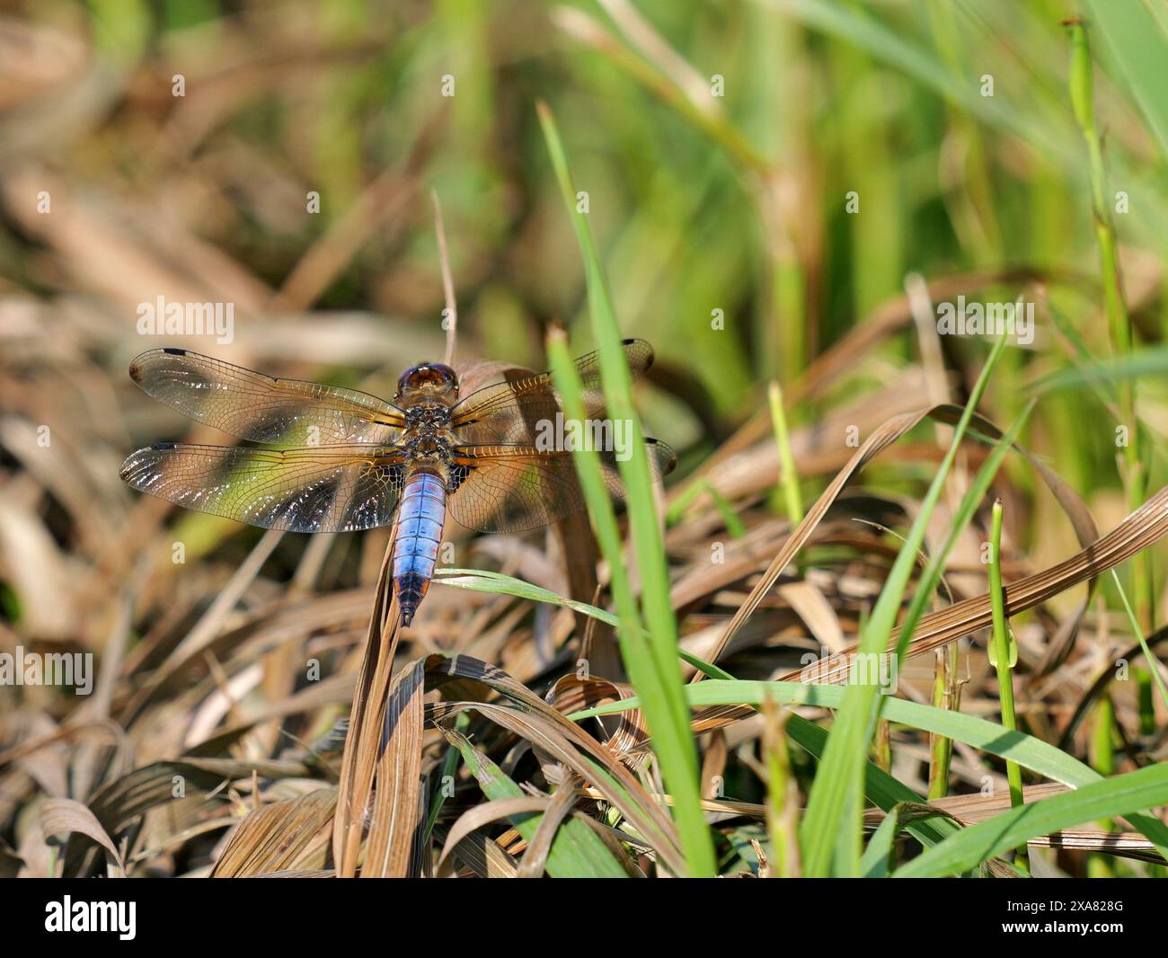 La libellula dalla pancia piatta prospera nella cintura di canne lungo il fiume Tollense, un habitat biodiversificato in una riserva naturale protetta. Foto Stock