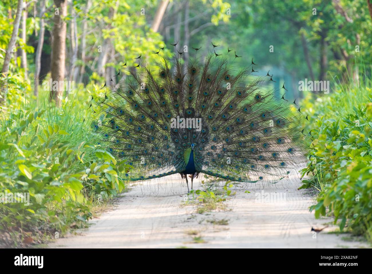 L'uccello nazionale dell'India pavone nella foresta. Foto Stock