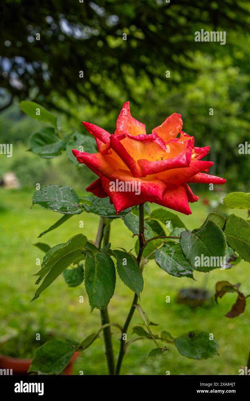 foresta di rose arancioni Foto Stock