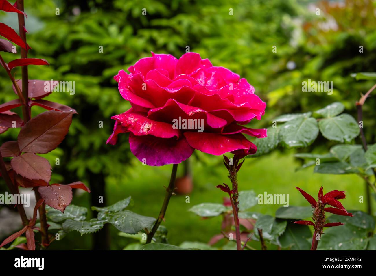 rosa rossa Foto Stock