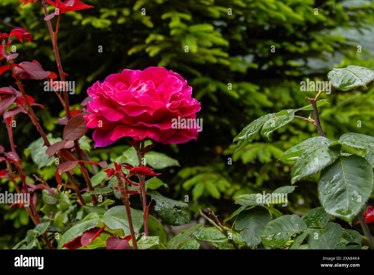 Rosa rosa rossa Foto Stock