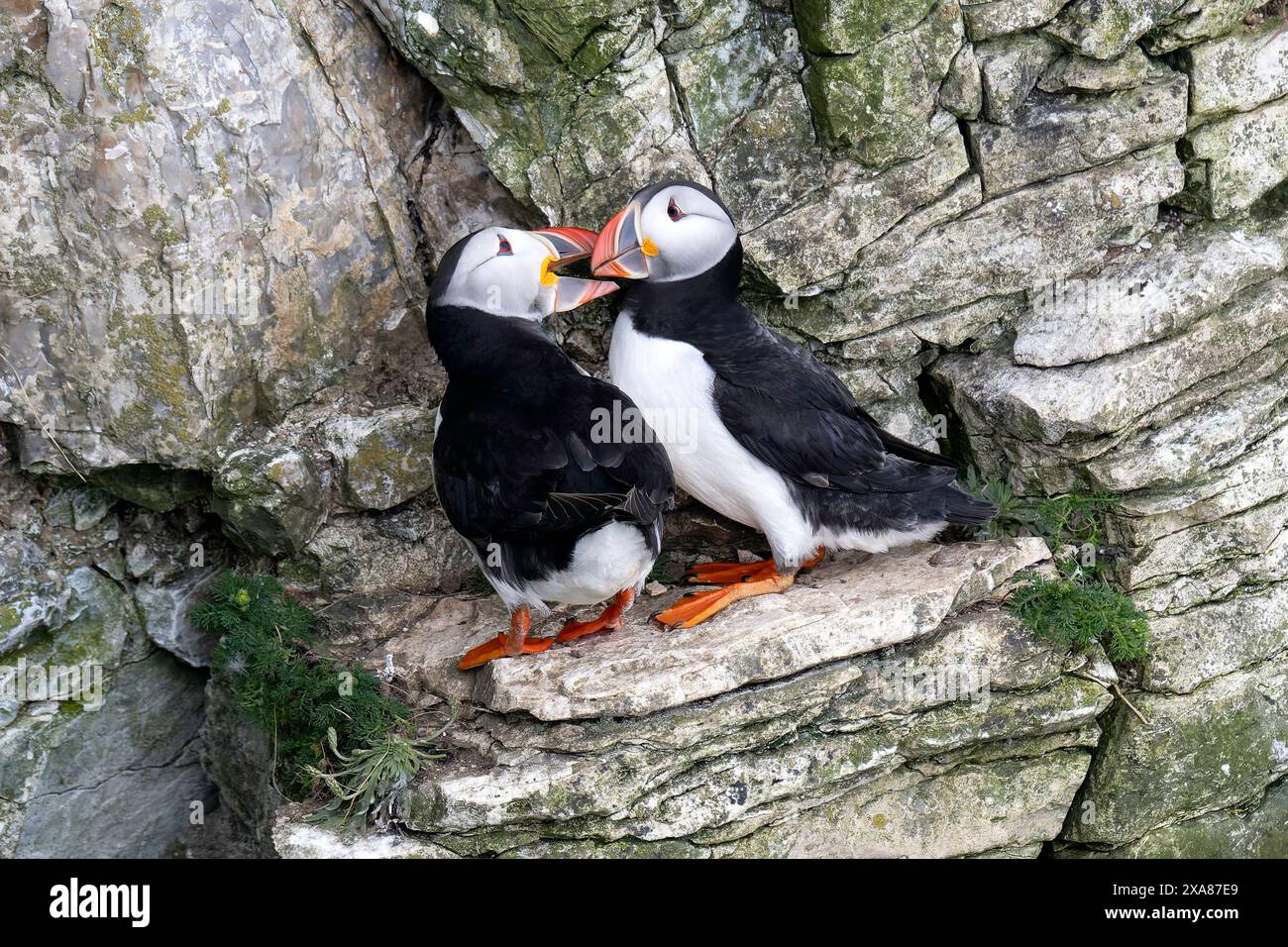 Un paio di pulcinelle che si legano su una sporgenza a Bempton Cliffs Foto Stock