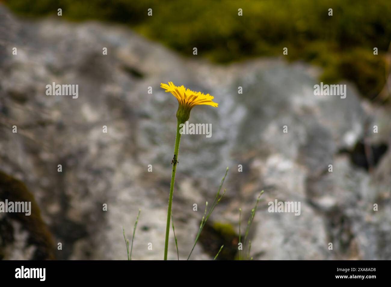 Fiore giallo close up Foto Stock