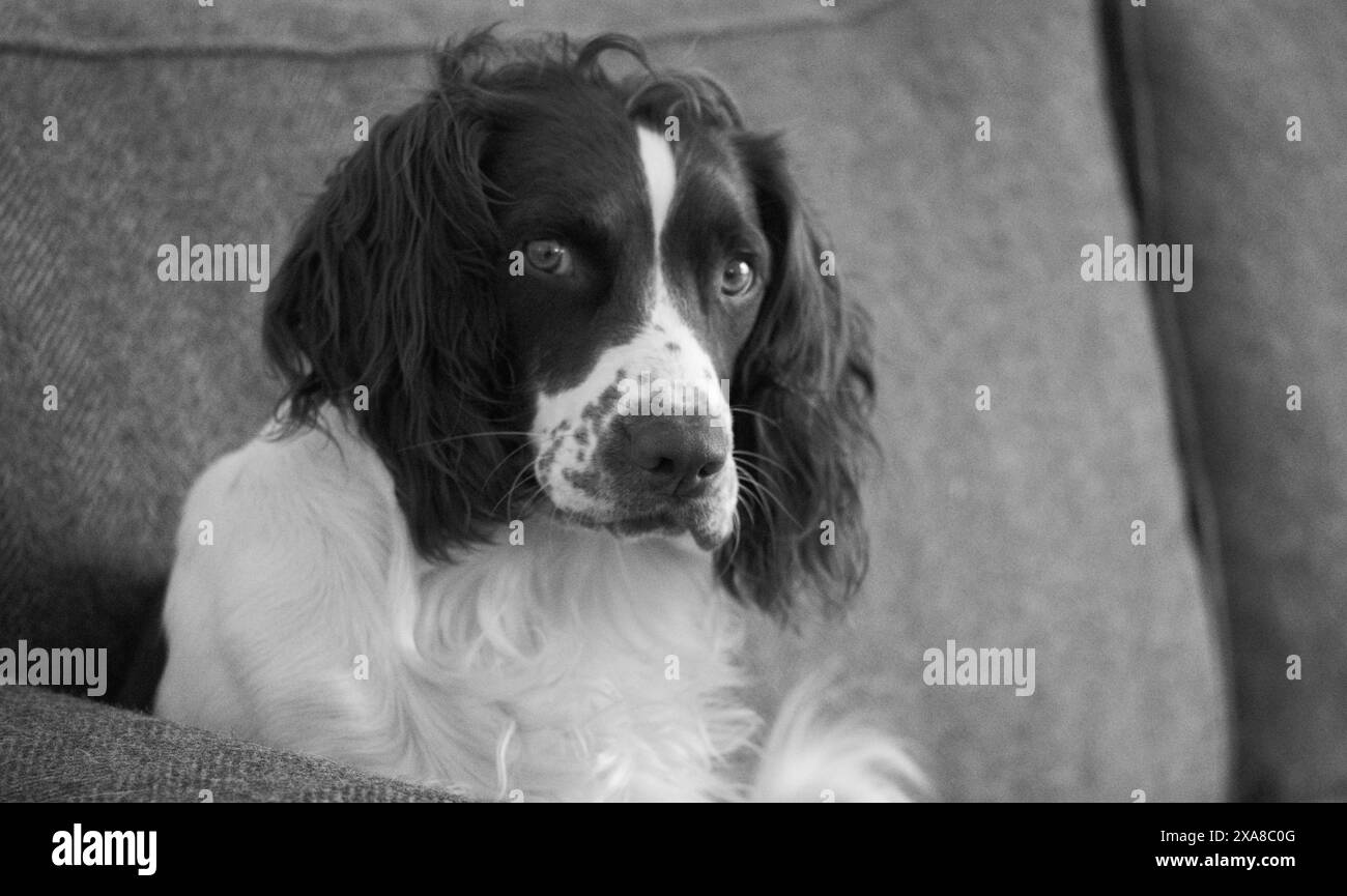 Basil lo spaniel springer sembra colpevole per essere seduto sul divano Foto Stock