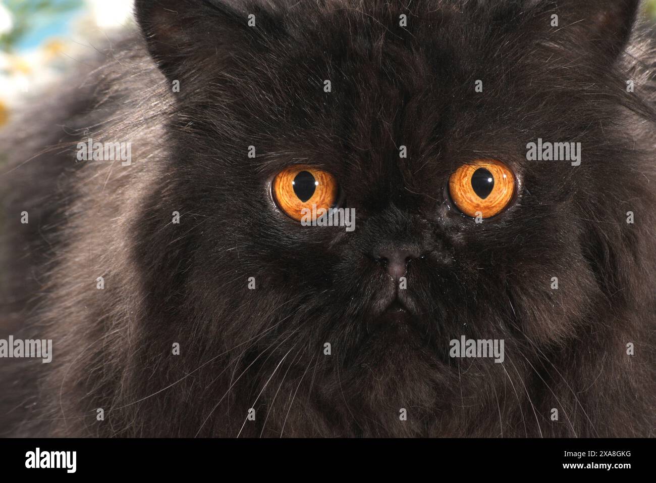 Gatto persiano. Ritratto di gatto nero con occhi color ambra Foto Stock