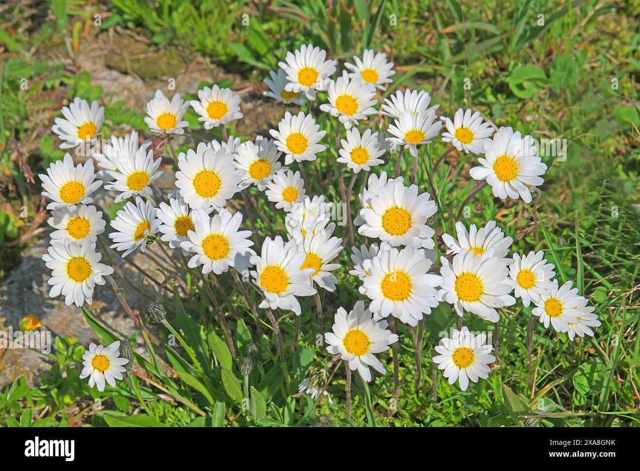 Margherita della Luna Alpina (Leucanthemopsis alpina), pianta fiorita. Alpi, Austria Foto Stock