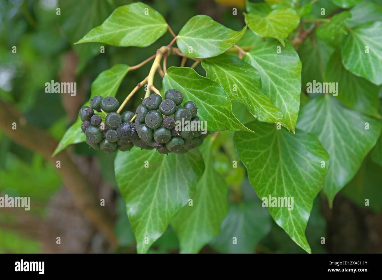 Edera comune, edera inglese (Hedera Helix). I frutti blu-neri maturano in primavera. Germania Foto Stock