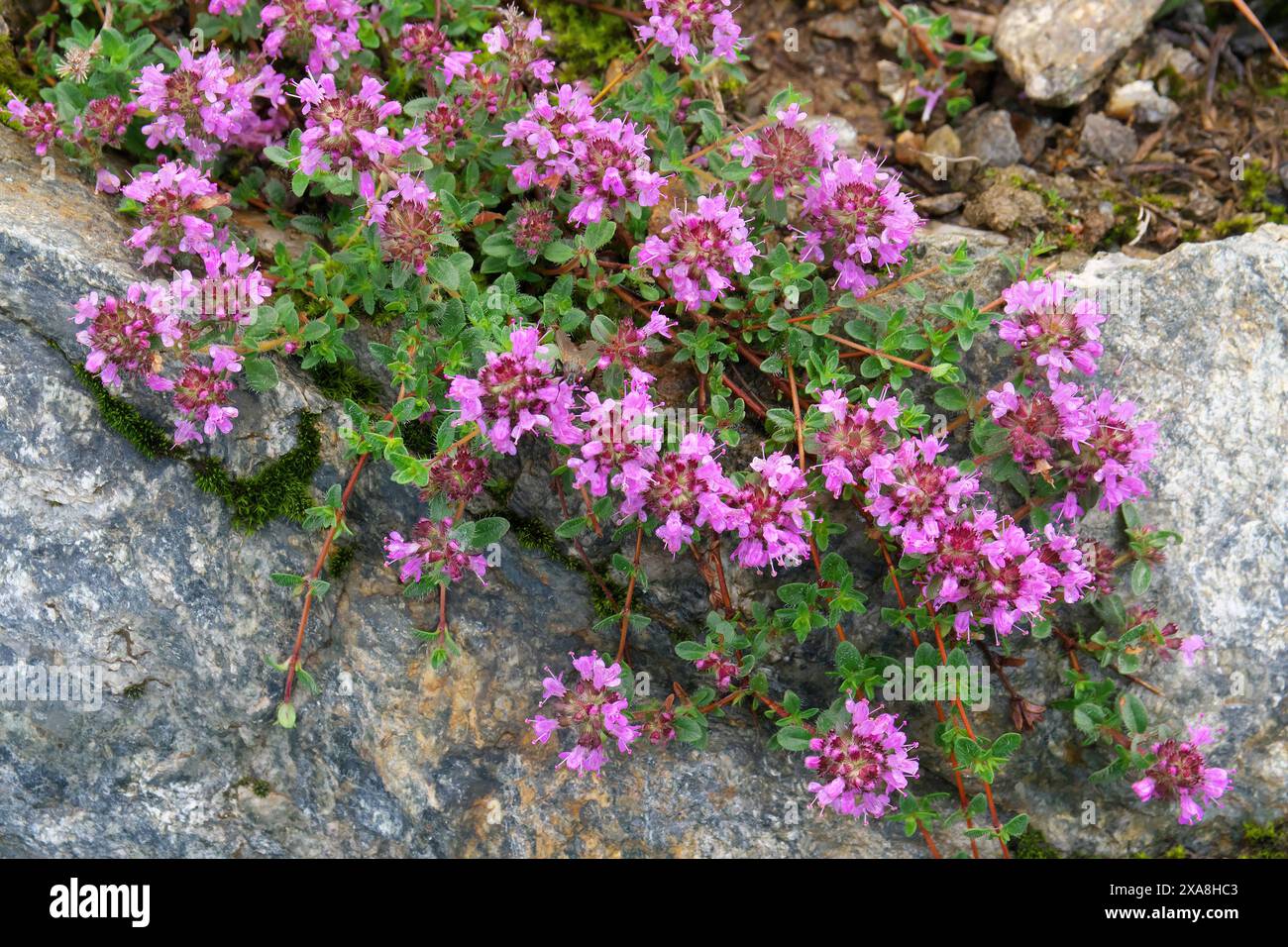 Il timiano selvatico (Thymus serpyllum) cresce come un sottobosco basso e strisciante nelle Alpi fino a oltre 3000 metri. Tirolo, Austria Foto Stock