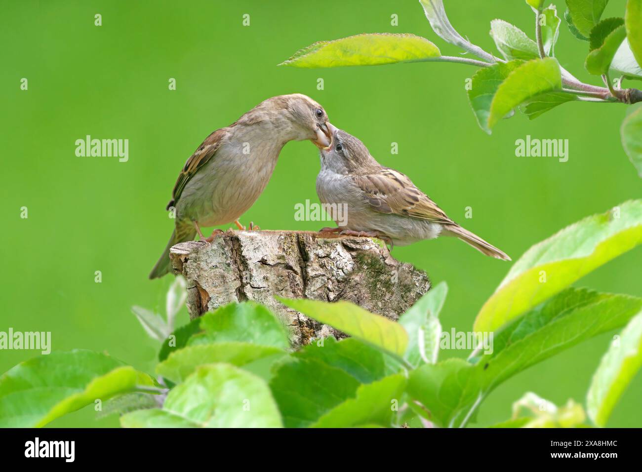 Passero (Passer domesticus). Donna adulta che dà da mangiare in un frutteto. Germania Foto Stock