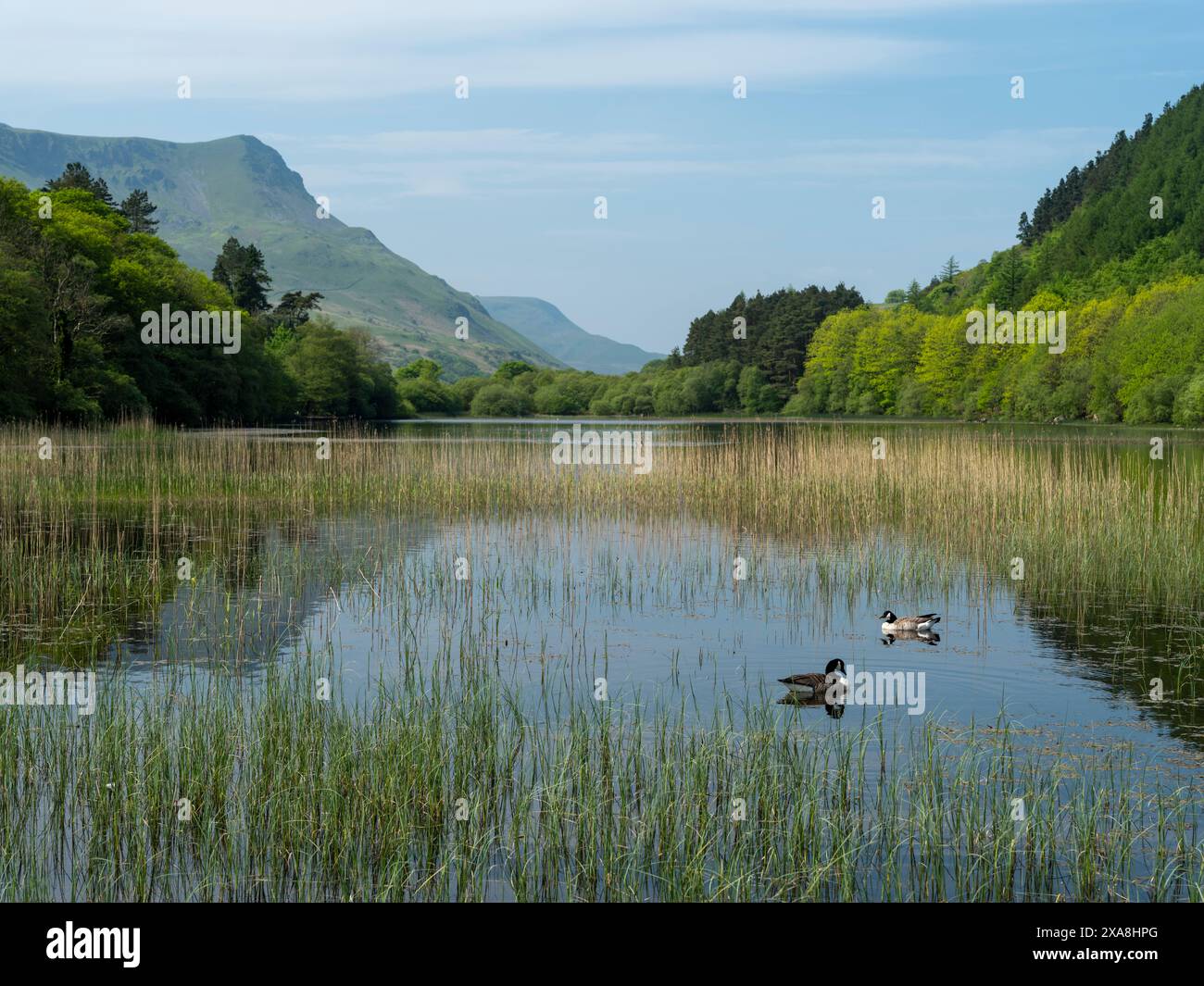 Vista su Lynn Gweman verso Cadair Idris Foto Stock