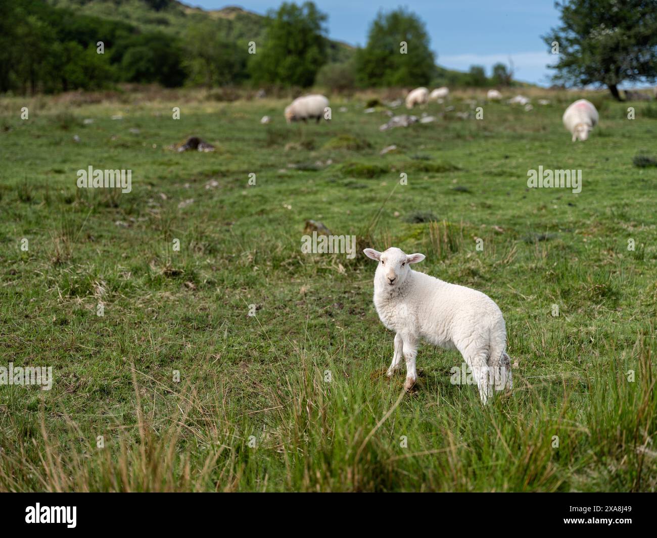 Un agnello bianco in piedi su un pascolo verdeggiante con pecore che pascolano su una collina gallese sullo sfondo. Foto Stock