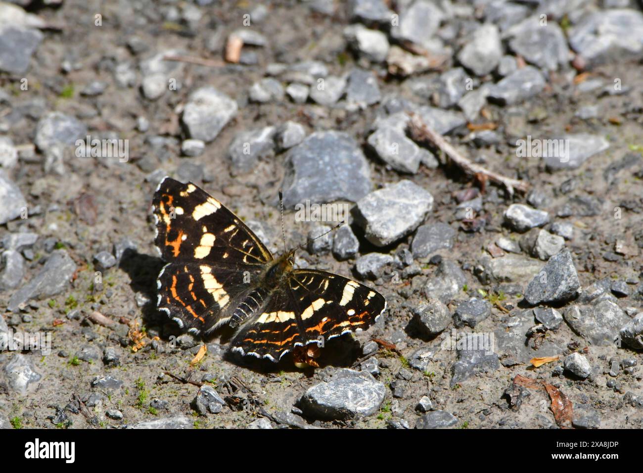 Mappa farfalla (Araschnia levana). La farfalla della covata estiva nella sua colorazione nera alimenta i minerali. Foto Stock