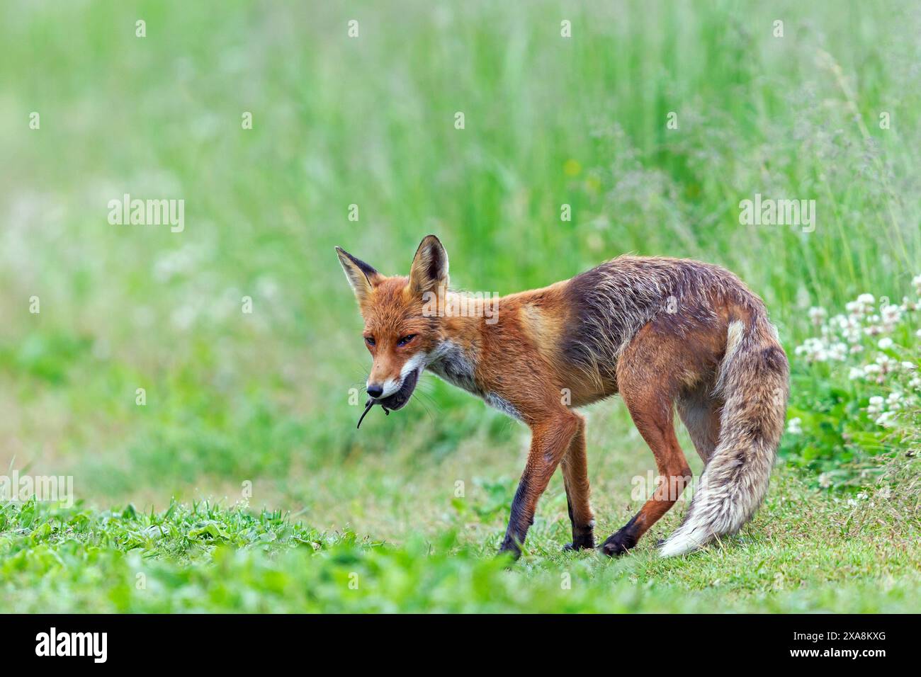 Red Fox (Vulpes vulpes). Donna con topi preda per i giovani. Slovacchia Foto Stock