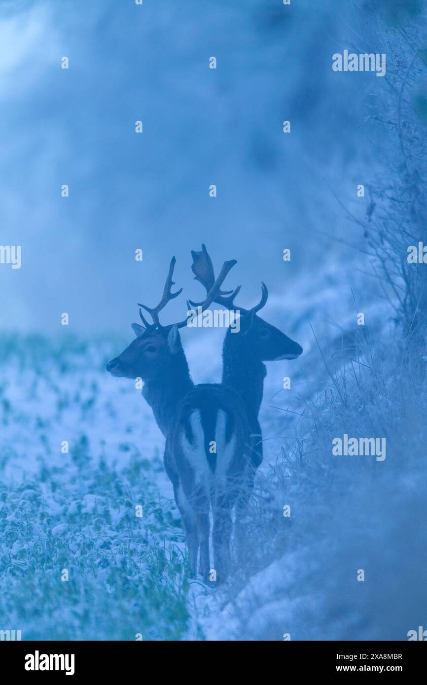 Daini (Cervus dama, Dama Dama). Bucks in un campo di mais. Scania. Svezia Foto Stock