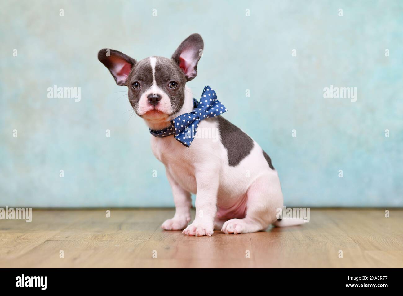 Simpatico cucciolo Bulldog francese con papillon davanti allo sfondo dello studio Foto Stock