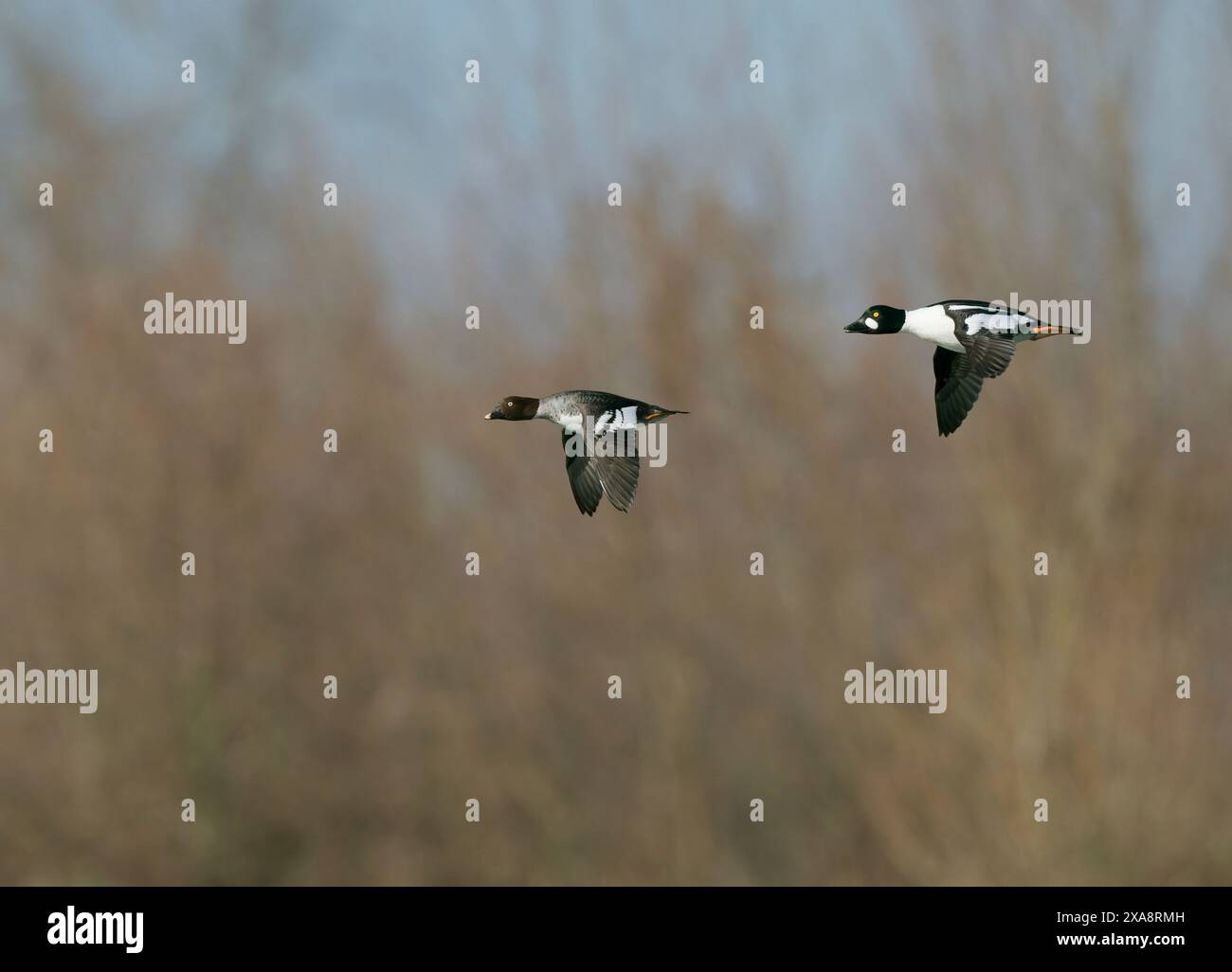 Occhio d'oro comune, anatra oculare (Bucephala clangula), coppia in volo, Paesi Bassi, Maasvallei Grevenbich Foto Stock