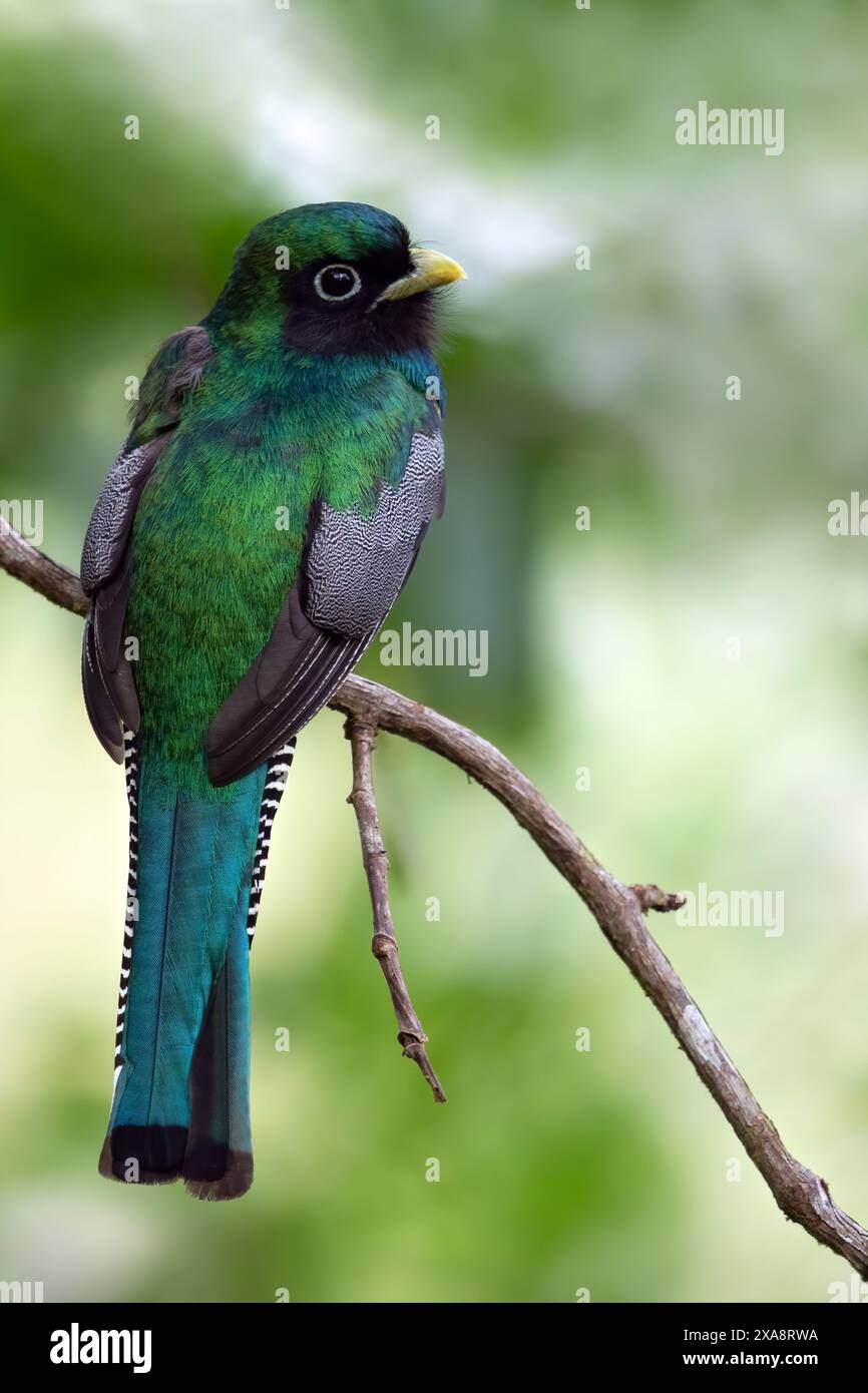 Trogon dalla gola nera, trogon dalla gola nera amazzonica, trogoni dalla pancia gialla (Trogon rufus), maschio arroccato su un ramo in una foresta pluviale, Panama Foto Stock