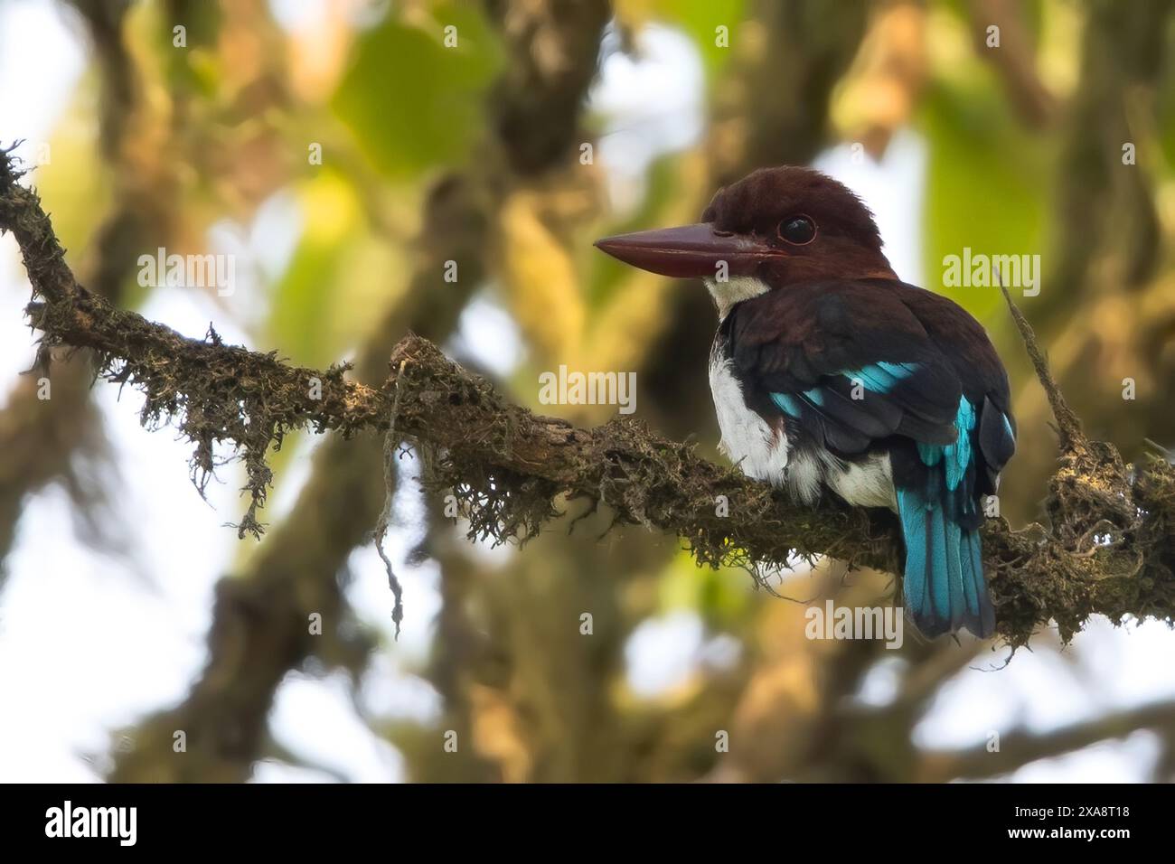 kingfisher (Halcyon badia) con dorso di cioccolato, adulto arroccato su un ramo di una foresta pluviale, Guinea Equatoriale Foto Stock