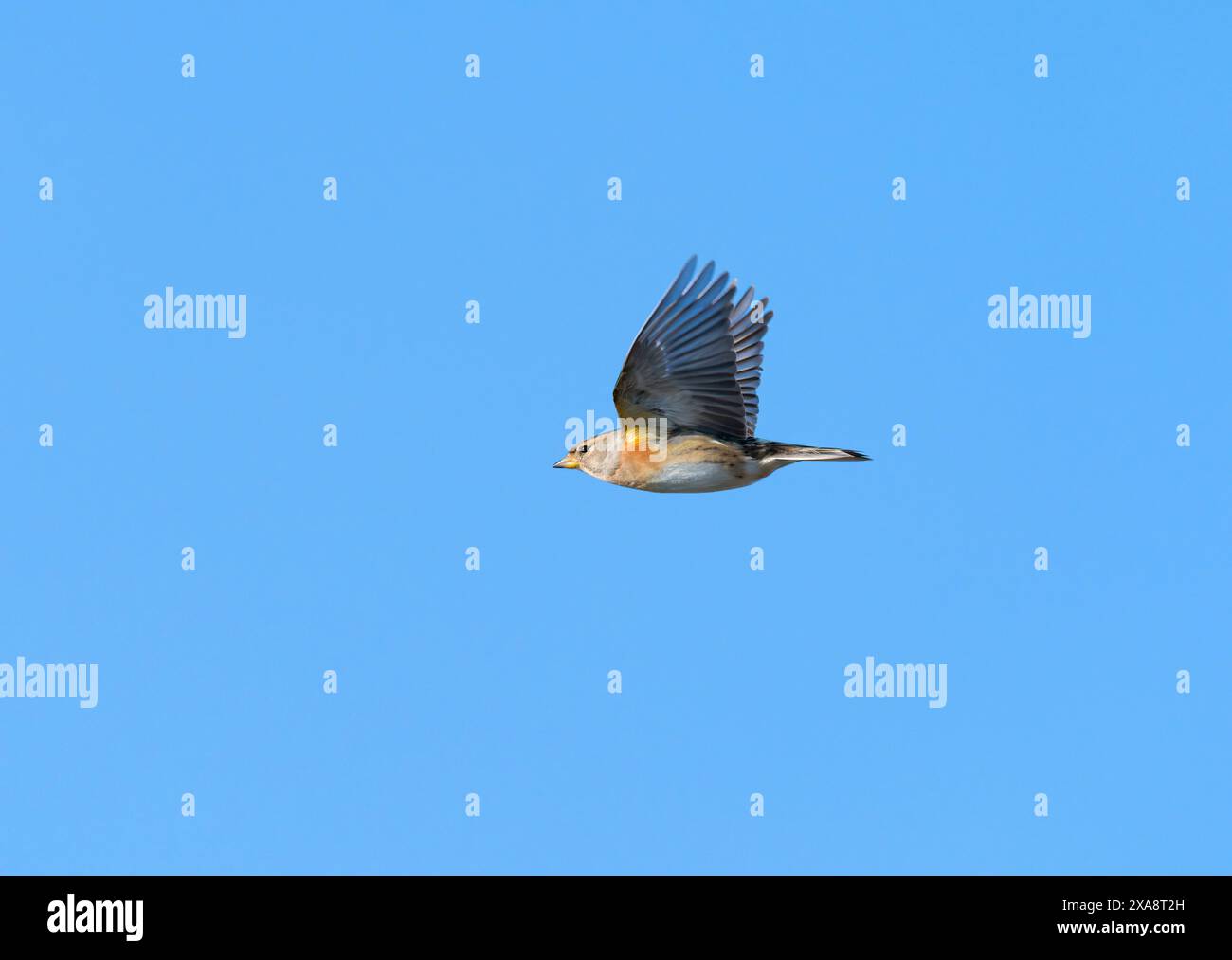 Brambling (Fringilla montifringilla), femmina in piuma invernale in volo, Paesi Bassi Foto Stock