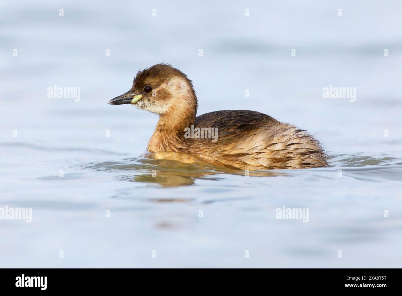 Piccolo grebe, dabchick (Podiceps ruficollis, Tachybaptus ruficollis), nuoto in eclissi plumage, vista laterale, Italia, Toscana, stagno di Padule; piana Foto Stock