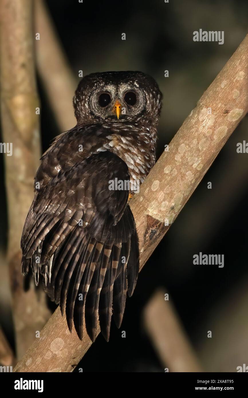 Gufo di legno africano (Strix woodfordii), appollaiato su un ramo, Guinea Equatoriale Foto Stock