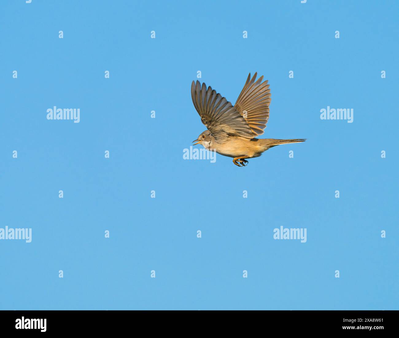 Gola bianca (Sylvia communis, Curruca communis), uomo adulto in volo nel cielo blu, Paesi Bassi, Limburgo, Maasvallei Grevenbich Foto Stock