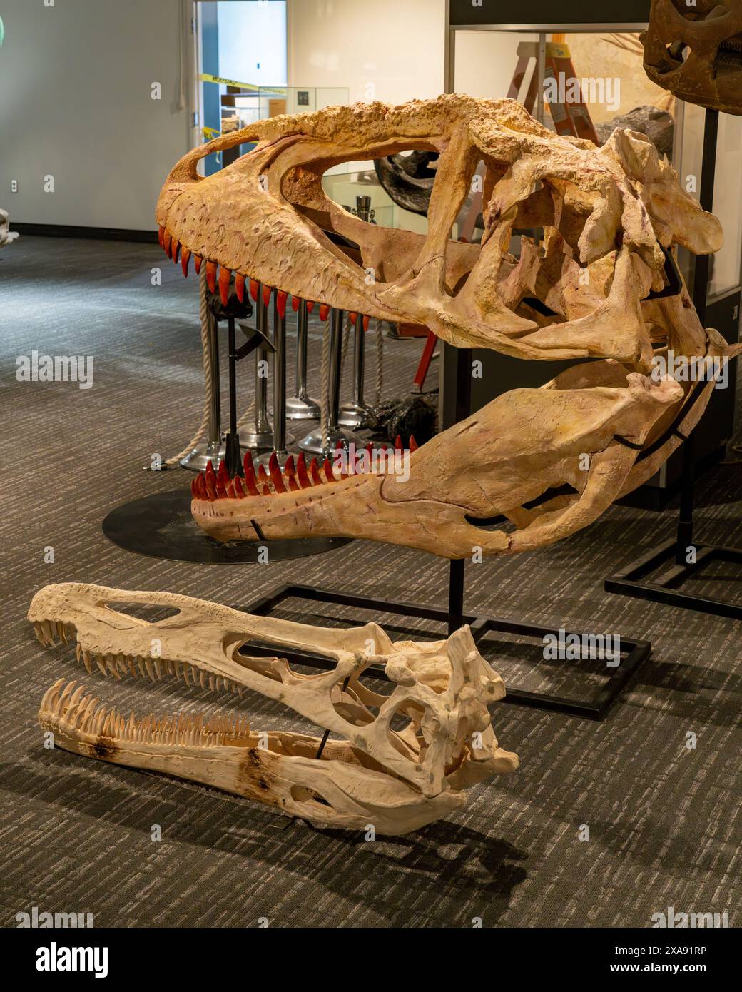 Crani di un Suchomimus tenerensis e un grande Carcharodontosaurus nel BYU Museum of Paleontology di Provo, Utah. Foto Stock