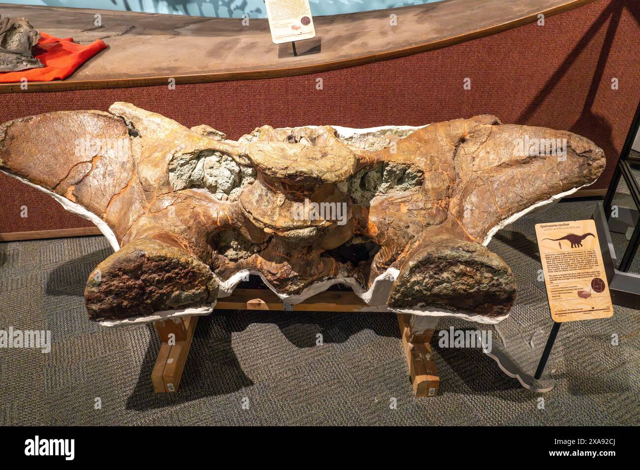 Ossa pelviche di un dinosauro Apatosaurus excelsus del Giurassico nel BYU Paleontology Museum di Provo, Utah. Foto Stock