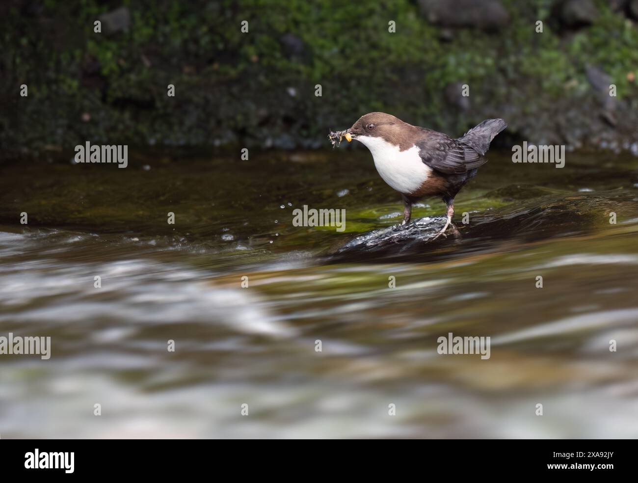 Dipper per adulti (incluso Cinclus) con becco pieno di cibo per i suoi pulcini, Scozia Foto Stock