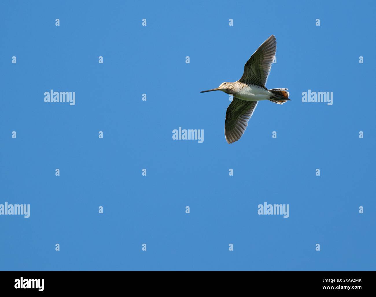 A Snipe (Gallinago gallinago), Oxfordshire Foto Stock