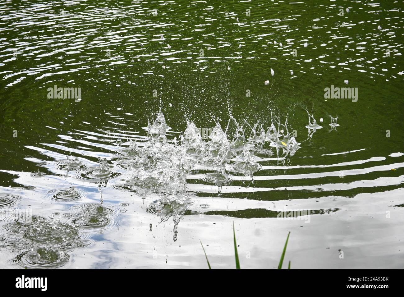 Cattura nitida di gocce d'acqua che creano un tuffo in un tranquillo laghetto verde, con increspature che si diffondono. Foto Stock
