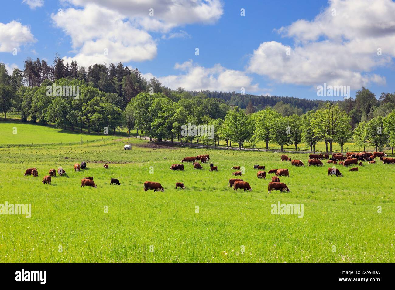 Vista su un lussureggiante campo verde con bestiame Hereford che pascolano sotto il bellissimo cielo nella campagna finlandese. Foto Stock