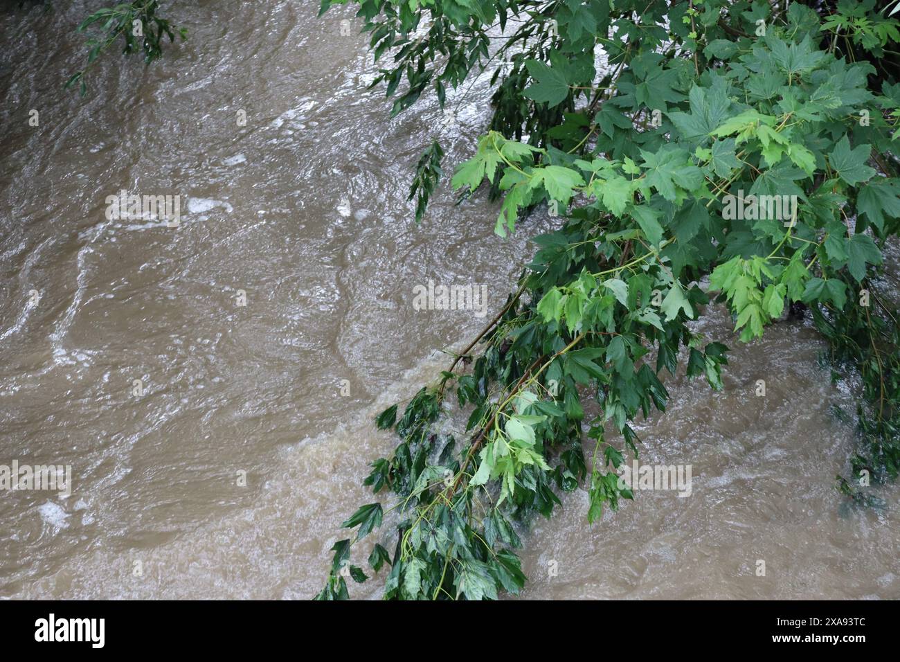 La filiale di Maple sperimenta una giornata di lavaggio in Flood Foto Stock