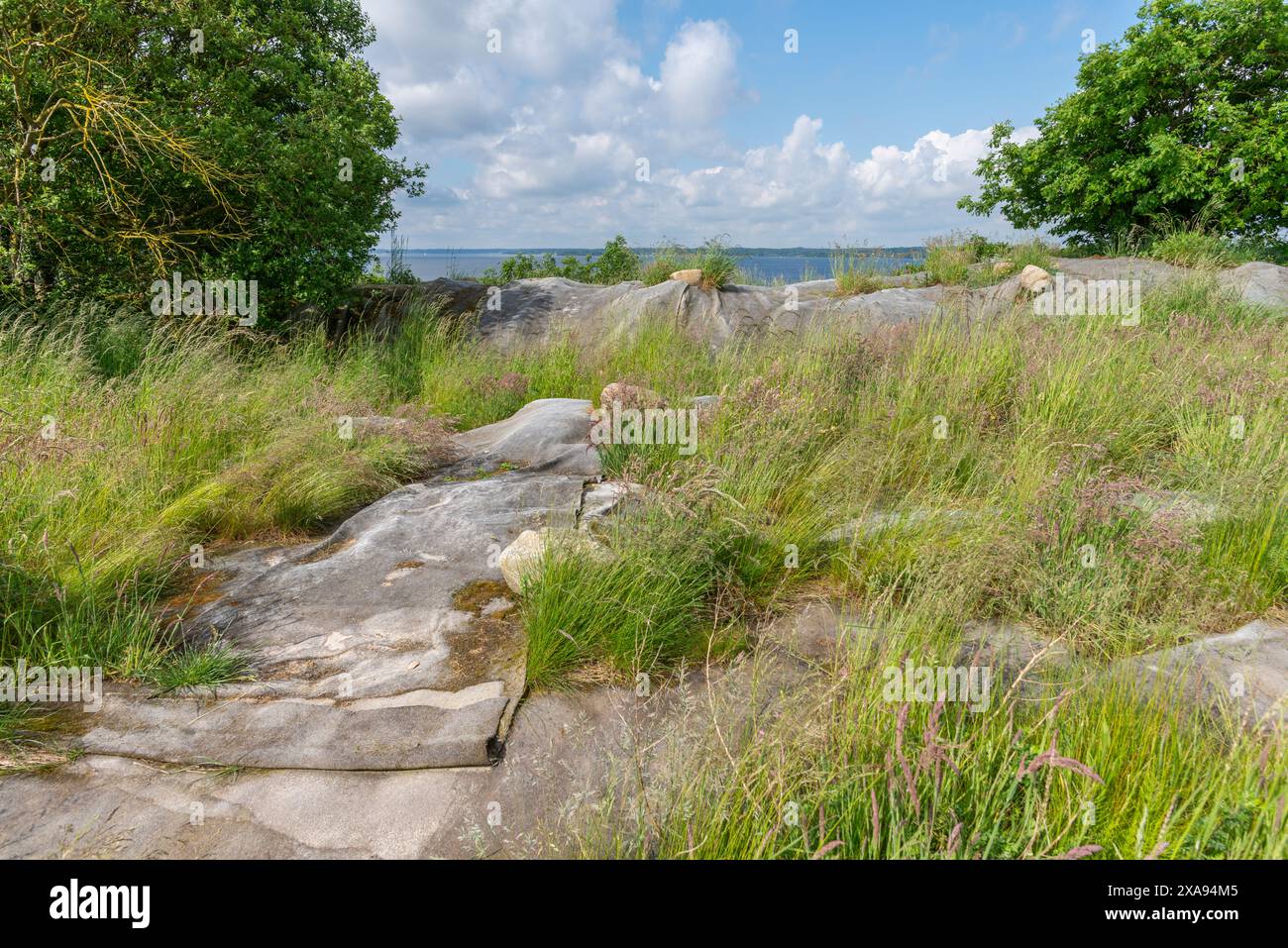 Copre contro lavare via la terra sulla cima della scogliera, penisola di Holnis sul fiordo di Flensburg, Glücksburg, Schleswig-Holstein, Germania del Nord Foto Stock