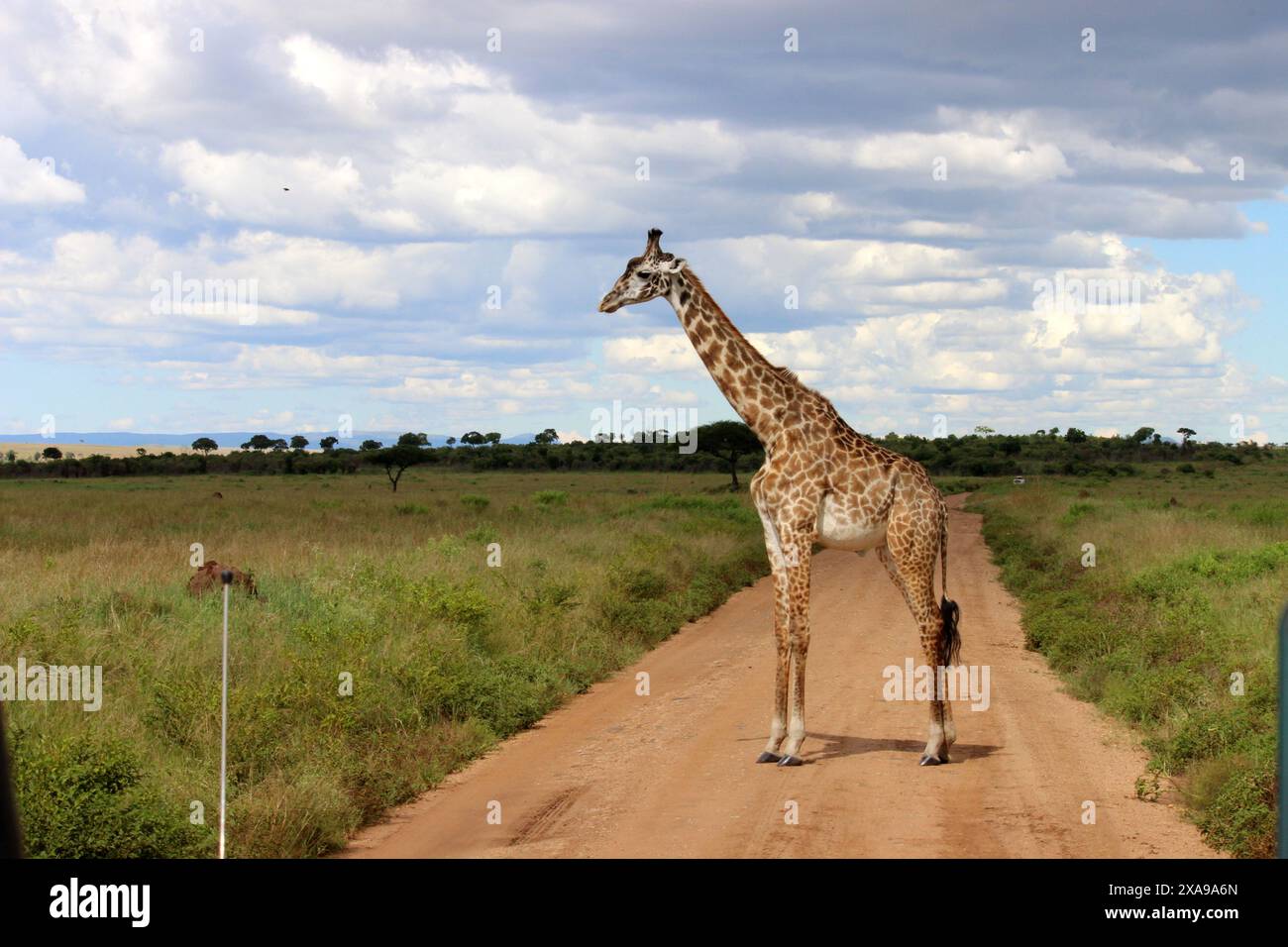 Foto completa di giraffe da Maasai mara - fotografia naturalistica ad alta definizione | foto di giraffe in HD dalla riserva nazionale di Maasai Mara | Maasai Mara Nationa Foto Stock
