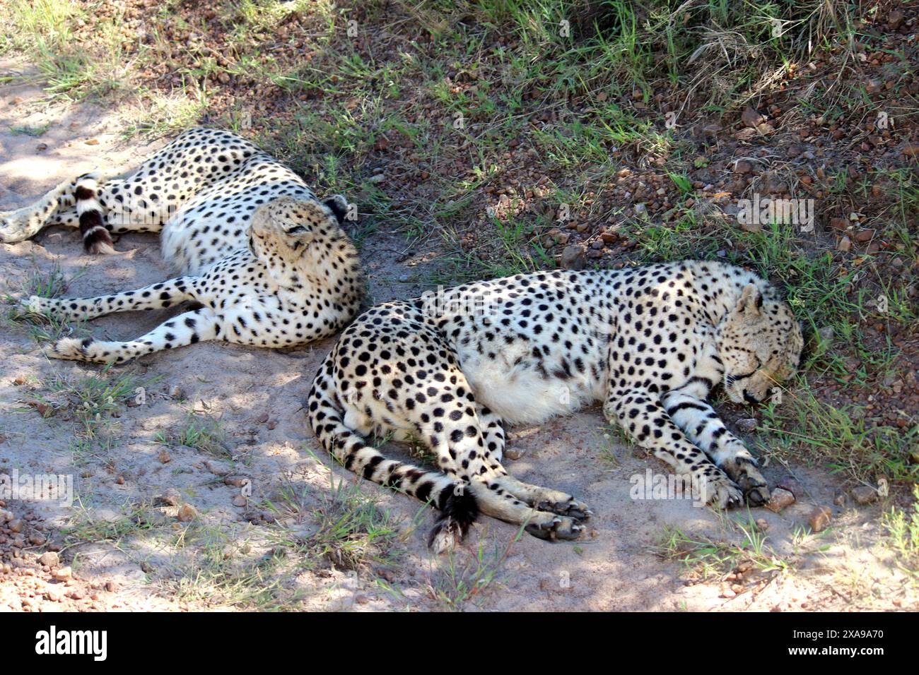 Foto in HD del leopardo africano foto da scaricare | Fotografia degli animali selvatici foto in HD della riserva nazionale di Maasai Mara | Fotografia dormiente del leopardo Foto Stock