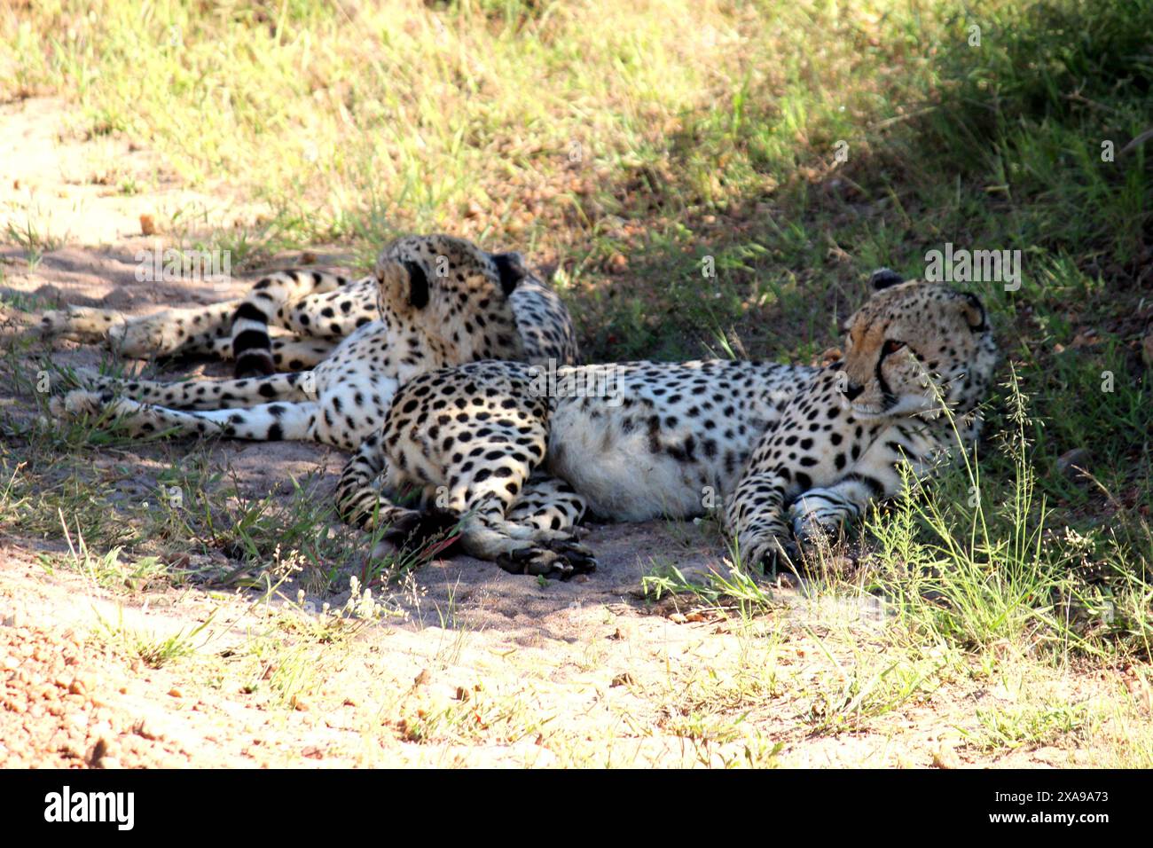 Foto in HD del leopardo africano foto da scaricare | Fotografia degli animali selvatici foto in HD della riserva nazionale di Maasai Mara | Fotografia dormiente del leopardo Foto Stock