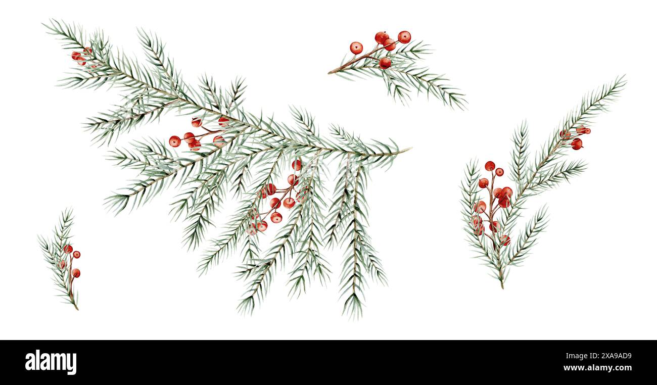 Set di acquerelli di rami di alberi di Natale e bacche rosse di ilex . Illustrazione di elementi naturali ad ago dipinto a mano su sfondo isolato Foto Stock