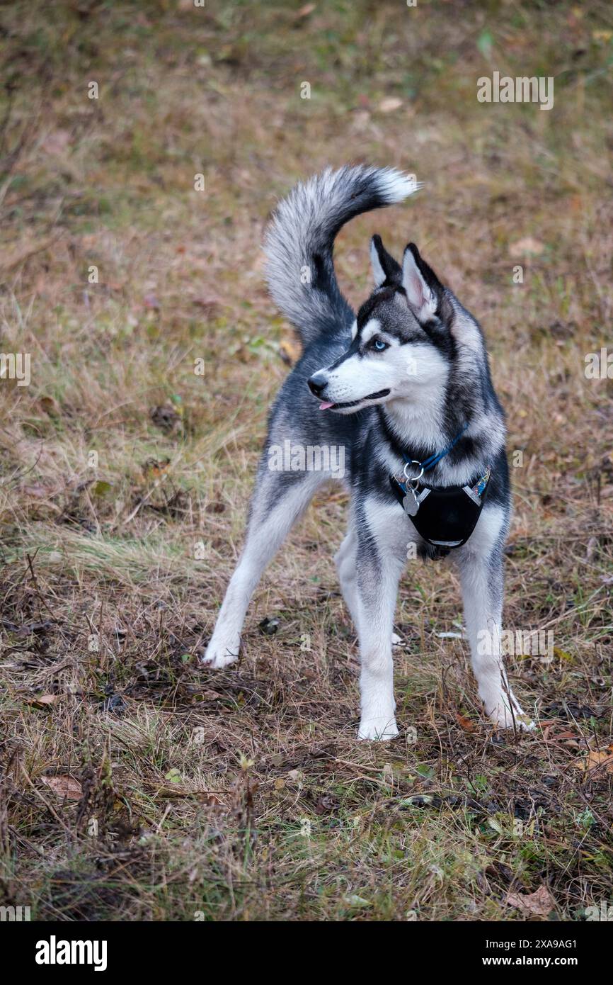 Un giovane husky con occhi di colore diverso, uno blu e l'altro marrone, posa per la fotocamera. Il suo sguardo espressivo e gli occhi unici lo rendono incredibilmente Foto Stock