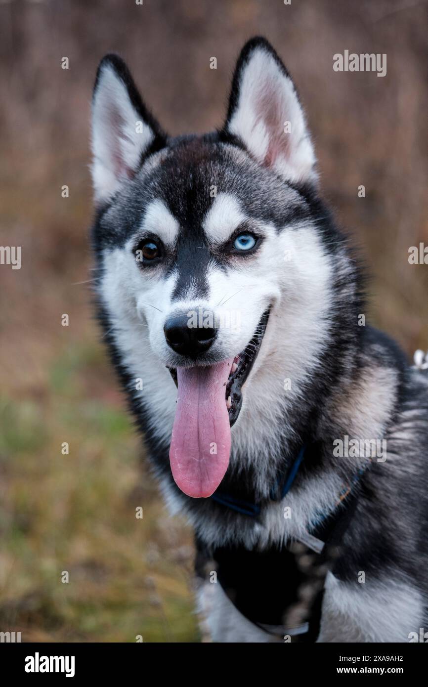 Un giovane husky con occhi di colore diverso, uno blu e l'altro marrone, posa per la fotocamera. Il suo sguardo espressivo e gli occhi unici lo rendono incredibilmente Foto Stock