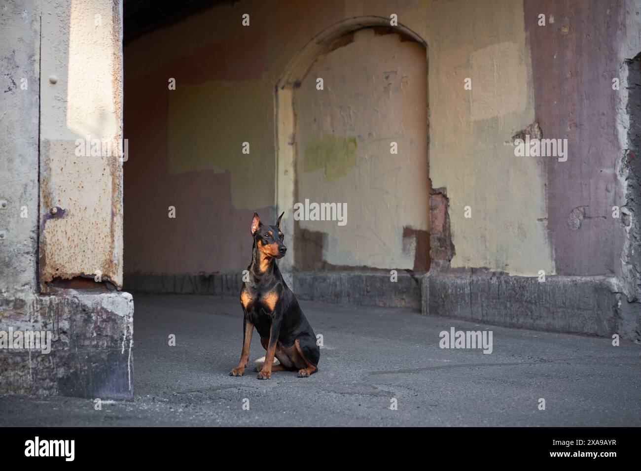 Il cane Pinscher si siede attentamente in un rustico vicolo urbano, le mura e gli archi testurizzati raccontano una storia del passato della città Foto Stock