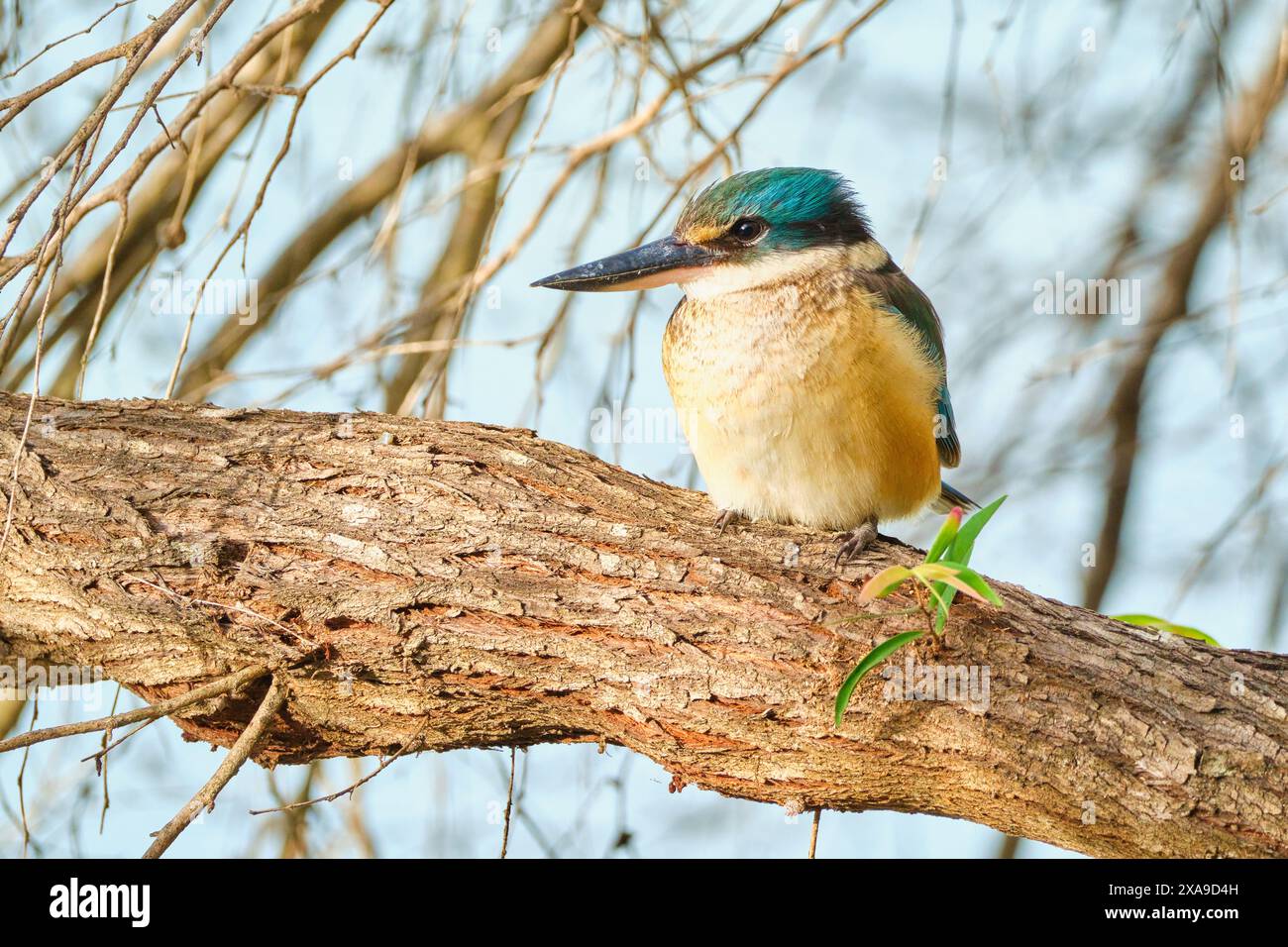 Un Sacro Kingfisher, Todiramphus sanctus, appollaiato su un ramo dell'Australia Occidentale. Foto Stock