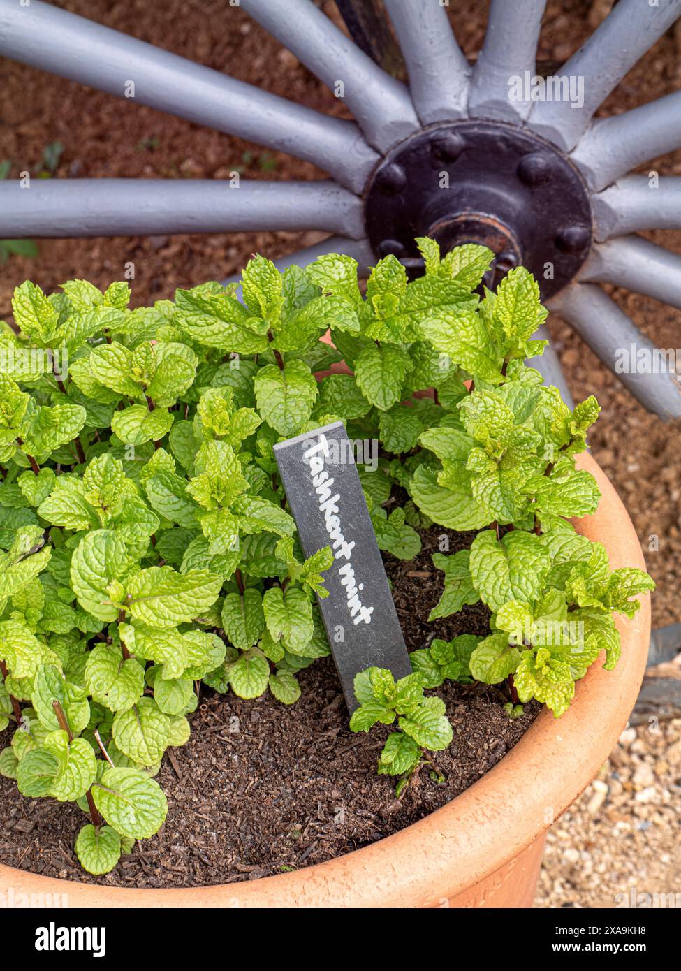 Mint Tashkent Mentha spicata var. Crispa Tashkent. Fogliame verde ruvido, resistente e perenne, commestibile, aromatico e ruvido. Lilla/fiori viola Foto Stock