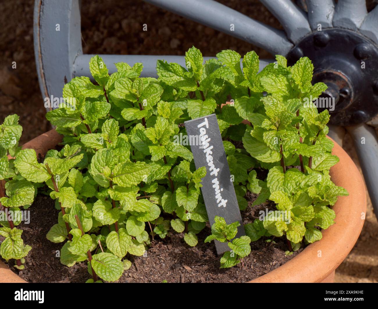 Mint Tashkent Mentha spicata var. Crispa Tashkent. Perenne resistente alla formazione di agglomerati con fogliame verde ruvido fortemente aromatico. Lilla/fiori viola Foto Stock