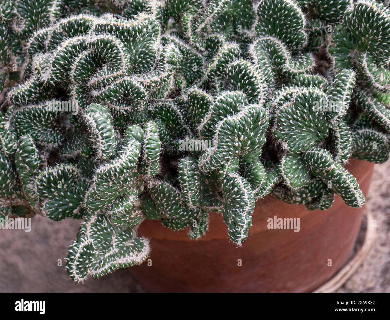 CACTUS Austrocylindropuntia cylindrica F. crestada Opuntia cylindrica), il cactus della canna, è una specie di pianta in fiore della famiglia delle Cactaceae. È originaria della Colombia, dell'Ecuador e del Perù ed è stata introdotta nelle Isole Canarie, in Marocco, in Eritrea, in Etiopia, in Sudafrica, Australia e nuova Zelanda. Popolare ornamentale, è una specie invasiva in Europa, Sud Africa e Australia. Foto Stock