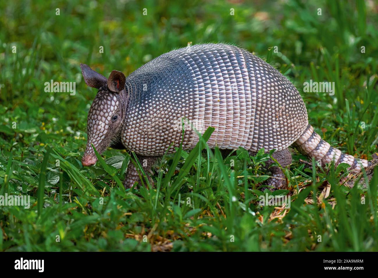 Armadillo nell'erba Foto Stock